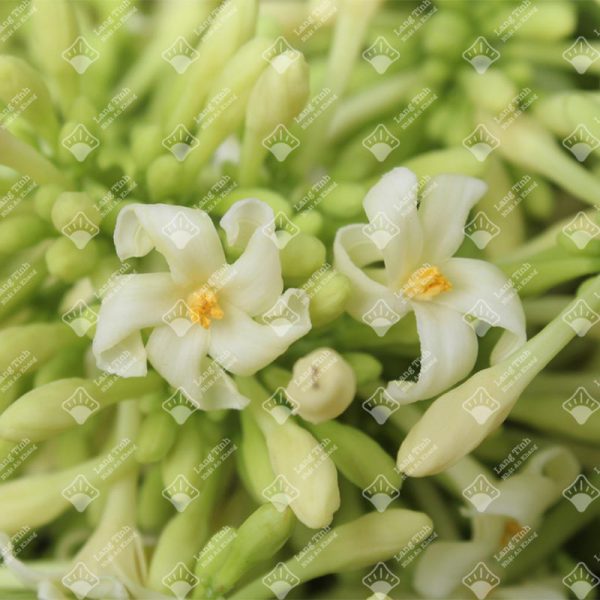 Hoa đu đủ - Ảnh 3