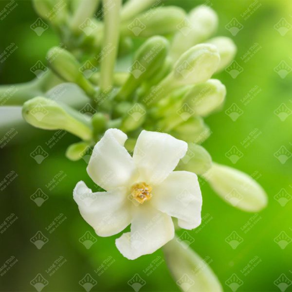 Hoa đu đủ - Ảnh 2