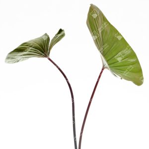 Thiên niên kiện