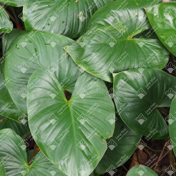 Thiên niên kiện - Ảnh 2