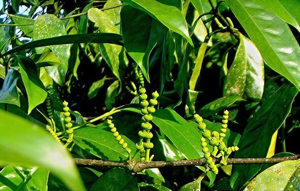 Gắm là cây dây leo trong tự nhiên được dùng để chế biến thành cao gắm điều trị bệnh gout.