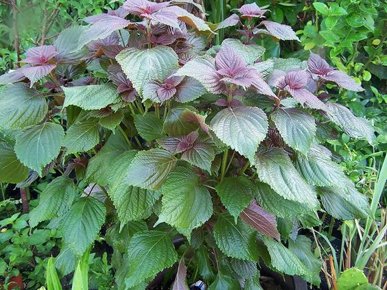 Cách sử dụng lá tía tô điều trị bệnh gout