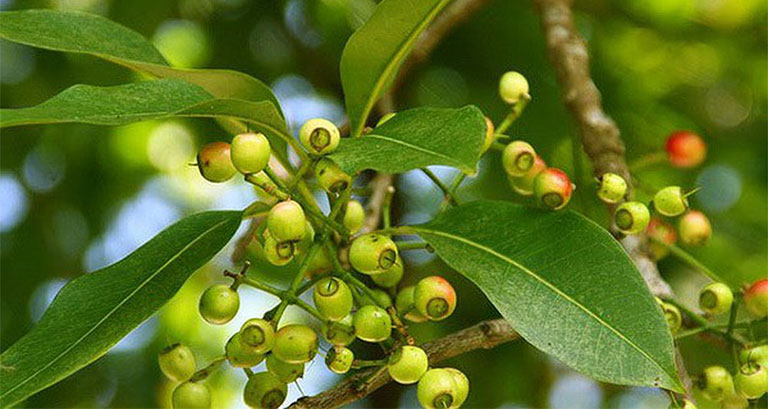 Cách sử dụng lá vối chữa bệnh gout