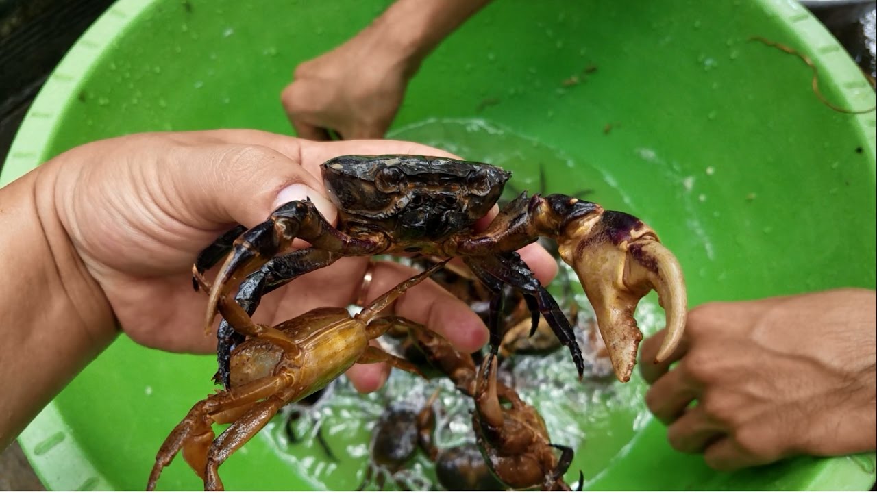 Chữa bệnh gút bằng cua đồng có thực sự hiệu quả?