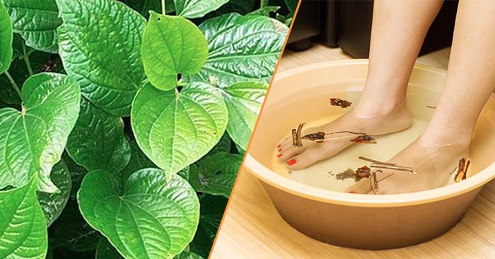 Ngâm chân với nước lá lốt giúp giảm viêm, giữ ấm khớp cho người bị gút